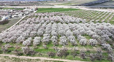 Malatya'da kayısıda iklim endişesi devam ediyor