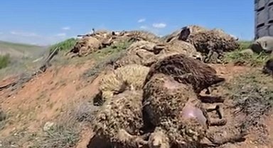 Malatya'da küçükbaş hayvan yüklü tır devrildi: 2 kişi yaralandı, 80 koyun telef oldu