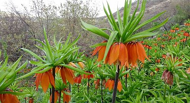 Malatya'da ters laleler doğayı renklendirdi