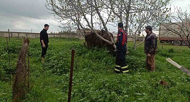 Mardin'de kuyuya düşen ineği itfaiye kurtardı