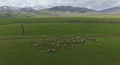 Meradaki koyunların yanına gelen sığırcık kuşları görsel şölen sundu