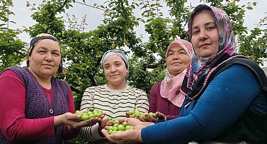 Mersin'de açıkta erik hasadı başladı, fiyatı 200 TL'ye kadar düştü