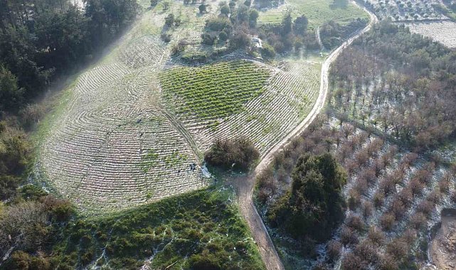 Mersin'de misket büyüklüğünde dolu etkili oldu: Orman ve bahçeler beyaza büründü