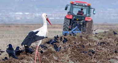 Meteorolojiden zirai don uyarısı
