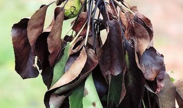 Meyve üreticilerine ateş yanıklığı uyarısı