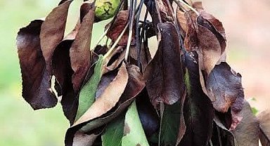 Meyve üreticilerine ateş yanıklığı uyarısı