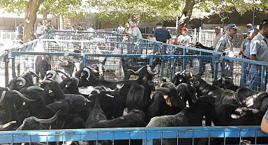 Muğla'da şap hastalığı kontrol altına alındı, Bayır Hayvan Pazarı açılıyor