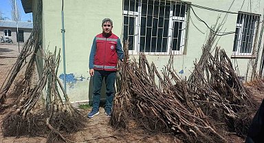 Muradiye'de yüzde 90 hibeli 50 bin adet meyve fidanı dağıtımı yapıldı
