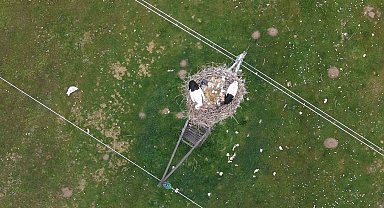 Muş Ovası'nda baharın habercisi leylekler kuluçkaya hazırlanıyor