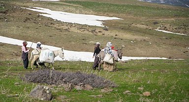 Muş'ta çiriş otu köylülerin geçim kaynağı oldu