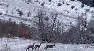 Nadir misafirler kar altında görüntülendi: Refahiye'de kızıl geyik heyecanı