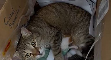 Okulun maskot kedisi yavrularını öğretmenler odasına taşıdı