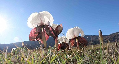 Oltu'da kurt kulakları meraları süslüyor