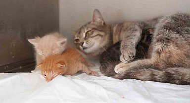 Ölümden dönen yavru kedilere süt anne kucak açtı