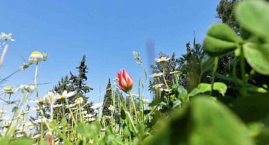 Ömrü 10 gün, koparmanın cezası araba parası