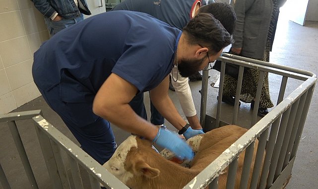 OMÜ Hayvan Hastanesi 2025'te 30 binden fazla vakaya müdahale etti