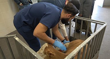 OMÜ Hayvan Hastanesi 2025'te 30 binden fazla vakaya müdahale etti