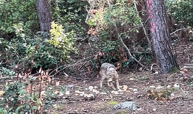 Önce karnını doyurdu, sonra gözden kayboldu