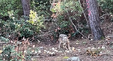 Önce karnını doyurdu, sonra gözden kayboldu