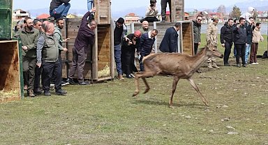 Ordu'da doğaya 16 kızıl geyik salındı