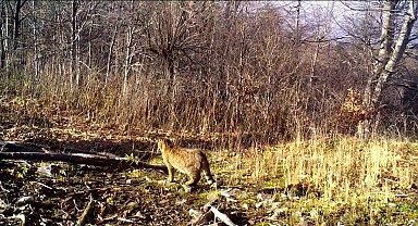 Ormanın gizemli sakini yaban kedisi görüntülendi
