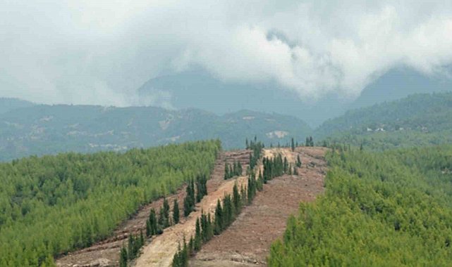 Ormanlarda yeni dönem: Daha dirençli, daha güçlü