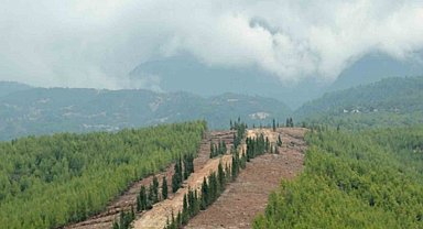 Ormanlarda yeni dönem: Daha dirençli, daha güçlü