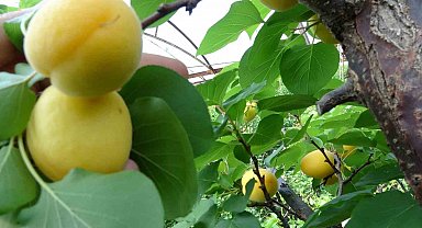 Örtü altında turfanda kayısı hasadı başladı