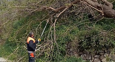 Osmaniye'de fırtına etkili oldu, devrilen ağaçlar yolları kapattı