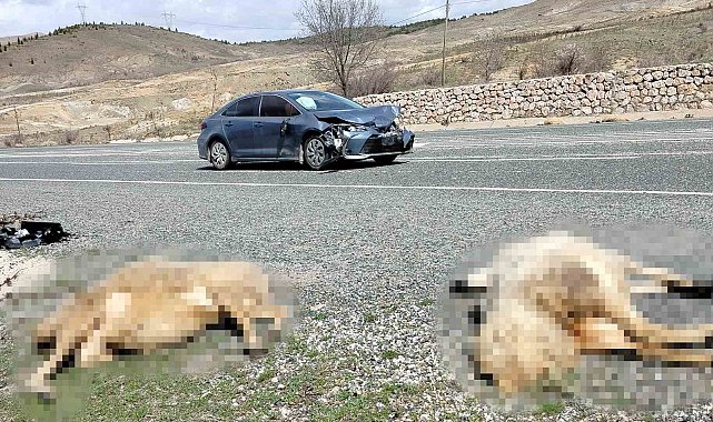 Otomobil koyun sürüsüne daldı: 9 koyun telef oldu