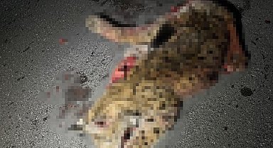 Otomobilin çarptığı koruma altındaki vaşak telef oldu