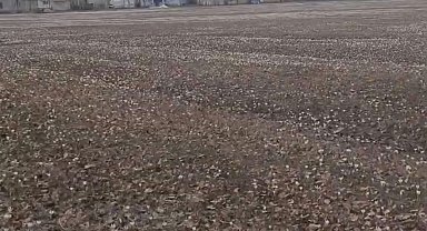 Özalp'te baharın müjdecisi çiğdemler açtı