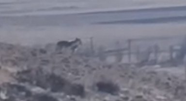 Özalp'te sürüye saldırmak için fırsat kollayan kurtlar görüntülendi