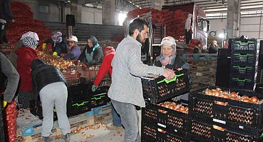 Pazarın en ucuzu soğan Amasya'dan Avrupa'ya gönderiliyor