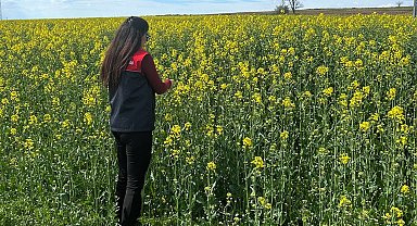 Pehlivanköy'de çiçek açan kanola bitkinin fizyolojik gelişimi incelendi