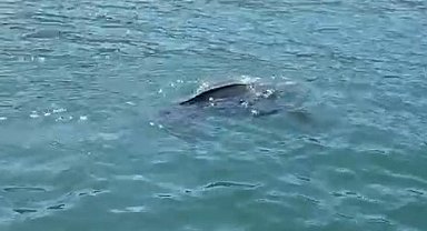 Rize'de nadir görülen deniz kaplumbağası balıkçının kamerasına yansıdı