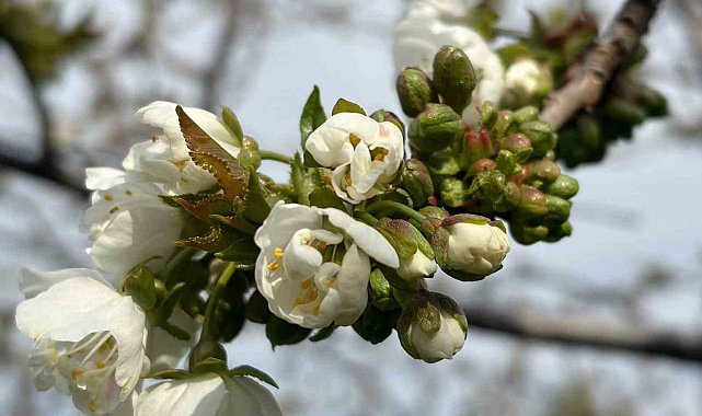 Salihli'de 'Monilya' tehlikesi