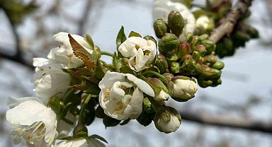 Salihli'de 'Monilya' tehlikesi