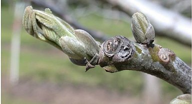 Salihli'de ceviz üreticilerine antraknoz uyarısı