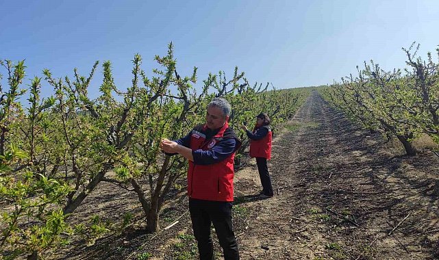Salihli'de meyve üreticilerine 'Çil ve filiz güvesi' uyarısı