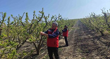 Salihli'de meyve üreticilerine 'Çil ve filiz güvesi' uyarısı