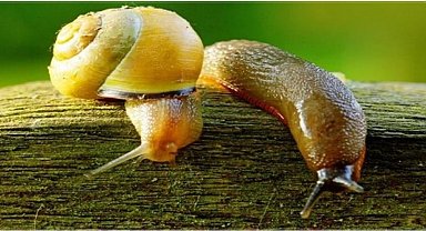 Salyangoz ve sümüklü böcek uyarısı