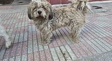 Sanayide tüyleri kirlenen beyaz köpek adeta kapkara oldu