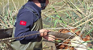 Şanlıurfa'da tahliye kanalına düşen 2 inek kurtarıldı