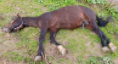 Şanlıurfa'da yıldırım isabet eden at telef oldu