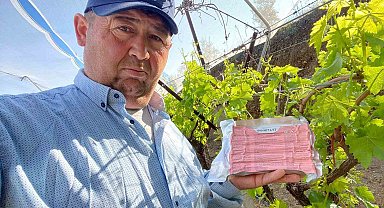 Sarıgöl Ovası'nda üzüm bağlarında "Fenomen Tel" seferberliği