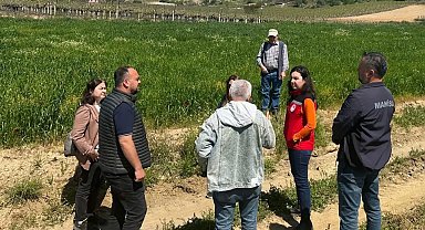 Sarıgöl'de incir hamlesi