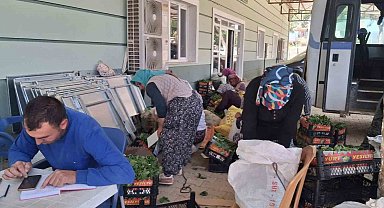 Sarıgöl'de taze bağ yaprağı mesaisi başladı