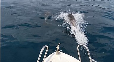 Saros Körfezi'nde yunuslar tekne ile yarıştı