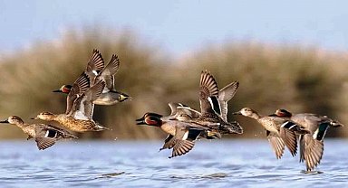 Savcının objektifinden yaban hayatı